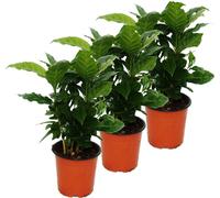 Caféier (Coffea arabica) 3 Plante - plante d'intérieur