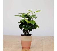 Caféier Coffea Arabica de Qualité Supérieure - Plante d'Intérieur Vivante dans un Pot de 13 cm