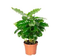 Caféier d'Arabie - plante d'intérieur facile d'entretien, Coffea Arabica - hauteur env. 15-20 cm, pot-Ø 9 cm