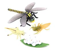 CAIONPLE Cycle de Vie d'une Libellule Insectes Cycles de Vie ModèLe de Croissance Enfants Cycle de Croissance Animale Science éDucatifs