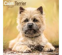 Cairn Terrier 2027 Calendar | Square Wall Calendar | Dog Breed Gift | Plastic Free Packaging | by Avonside Publishing