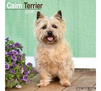 Cairn Terrier Calendar 2026 Square Dog Breed Wall Calendar - 16 Month