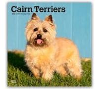Cairn Terriers | Calendrier mural mensuel carré 2026 30,5 x 61 cm | Sans plastique | BrownTrout | Animaux races de chiens
