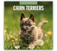Cairn Terriers - Cairn Terrier 2025 - 16-Monatskalender: Original Red Robin Publishing Ltd-Kalender [Mehrsprachig] [Kalender]