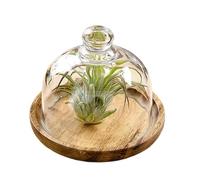 Cake Stand, Party Dessert Tray, Small Wooden Holder, Dome Cover Serving Plate, Cupcake Cookie Pie Display, Baking Presentation, Kitchen Tableware, Food Showcase for Celebrations