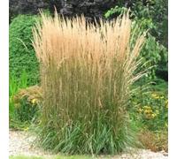 Calamagrostis acutiflora Karl Foerster 1L - Il tolère bien la sécheresse