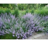 Calamintha nepeta - Calament 'Bleu Cloud' 60 Samen