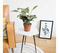 Calathea amabilis sans cache-pot