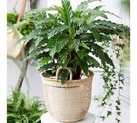 Calathea "Blue Grass" | Superbe Plante d'intérieur à Feuillage Persistant à Vendre | de 30 à 40 cm en Pot