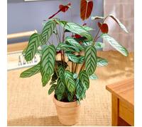 Calathea Comact Star Plante d’Intérieur à Feuilles Persistantes Cadeau (30 à 40cm Pot inclus)