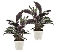 Calathea fusion white