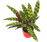 Calathea Insignis ou Calathea Lancifolia Plante Tropicale d'Intérieur de 40 à 50cm en Pot