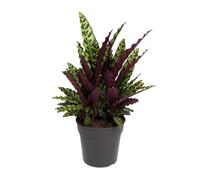 Calathea Lancifolia - 60-70cm - Ø27cm - Plante d'intérieur - Vert persistant