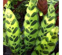 Calathea Lancifolia Cadeau Populaire Vente de Plante d'Intérieur de 40 à 50 cm avec Pot