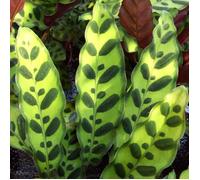 Calathea Lancifolia Cadeau Populaire Vente de Plante d'Intérieur de 40 à 50 cm avec Pot