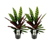 Calathea Lancifolia Insignis | 2 pièces - 35-45cm - Ø14cm - Plante d'intérieur - Vert persistant - Multideal