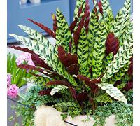 Calathea Lancifolia Plante d'Intérieur en Pot pour la Maison ou le Bureau