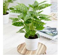 Calathea Leopardina - Plante d'Intérieur Vivante et Panachée en Pot de 12 cm