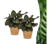 Calathea Makoyana - Plante paon - 2 plantes - avec panier - 25cm - Ø12cm