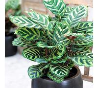 Calathea Makoyana Qualité Supérieure Plante Paon pour l’Intérieur Cadeau 30-40cm avec Pot