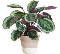 Calathéa Médaillon dans un panier blanc de Lisbonne - 65cm de haut et Ø19cm - Plante d'intérieur unique