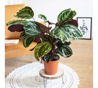 Calathéa médaillon, plante dépolluante