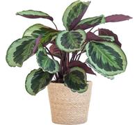 Calathea médaillon plantes avec panier Sofia en matière naturelle - 65cm - Ø21 pour feuilles uniques