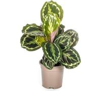 Calathea Medallion - Marante de corbeille - Ø17cm - ↕40-50cm - Plante d'intérieur exotique avec feuilles décoratives - Facile d'entretien & purifiant l'air - Pour pièces d'habitation & bureaux