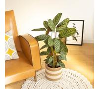 Calathéa oppenheimiana avec cache-pot