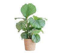 Calathea Orbifolia avec panier Sofia naturel - 55-65cm - Ø21cm - Plante d'intérieur - Vert persistant