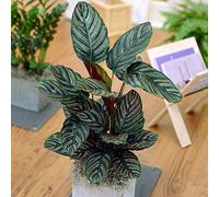 Calathea Ornata à Croissance Rapide | Plante en Pot Colorée Unique de 40 à 50 cm