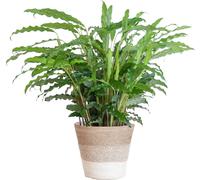 Calathea Rufibarba "Calathéa de velours" - Plante d'intérieur 55 cm - pot de Ø17 cm - Purifie l'air - Avec panier en jute durable Lisbonne Blanc