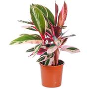 Calathea stromanthe Triostar Plante d'Intérieur pour la Maison ou le Bureau