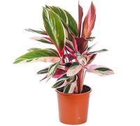 Calathea stromanthe Triostar | Plante d'Intérieur pour la Maison ou le Bureau