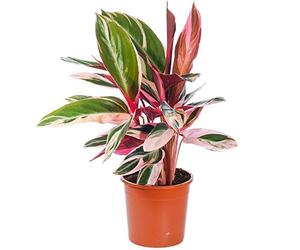 Calathea stromanthe Triostar | Plante d'Intérieur pour la Maison ou le Bureau