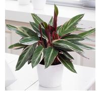 Calathea stromanthe Triostar Plante d'Intérieur Tropicale 40-50cm en Pot