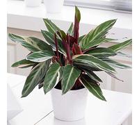 Calathea stromanthe Triostar | Plante d'Intérieur Tropicale | 40-50cm en Pot