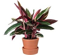 Calathea Triostar Populaire | Cadeau de Plante d'Intérieur Qualité Supérieur à Vendre | (40-50cm Pot inclus)
