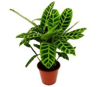 Calathea Zebrina Maranthe en panier rayé 19 cm