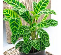 30-40 cm Calathea Zebrina Plante Zébrée | Parfaite pour la Maison ou le Bureau