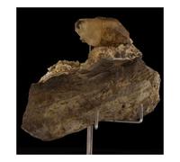 AXINITE - Pierre Naturelle en Provenance de France, Chamrousse - Cristal Rare et Collectible, Couleur Unique - 289.50 ct - Certificat d'Authenticité Inclus 52 x 42 x 28 mm G