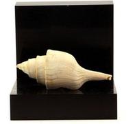 CALCITE - Pierre Naturelle en Provenance de France, Givet - Cristal de guérison et de purification, 643.50 ct - Certificat d'Authenticité Inclus 85 x 60 x 35 mm G