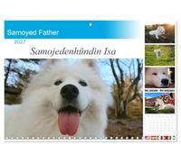 Calendar 2027 · Père samoyède | Samoyède · Les sympathiques chiens de traîneau du Nord · 16.5" x 23.4" Open Size · CALVENDO Wall Calendar