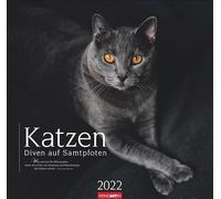 Calendrier 2022 Motif chats sur pattes de velours