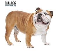 Calendrier 2024 moderne Bulldog