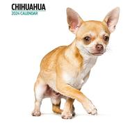 Calendrier 2024 moderne Chihuahua Multicolore