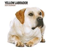 Calendrier 2024 moderne Labrador jaune