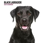 Calendrier 2024 moderne noir Labrador
