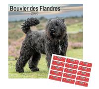 Calendrier 2025 Bouvier des Flandres | Calendrier mural carré de race de chien | 16 mois | avec autocollants de rangement