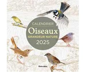 Calendrier 2025 oiseaux grandeur nature